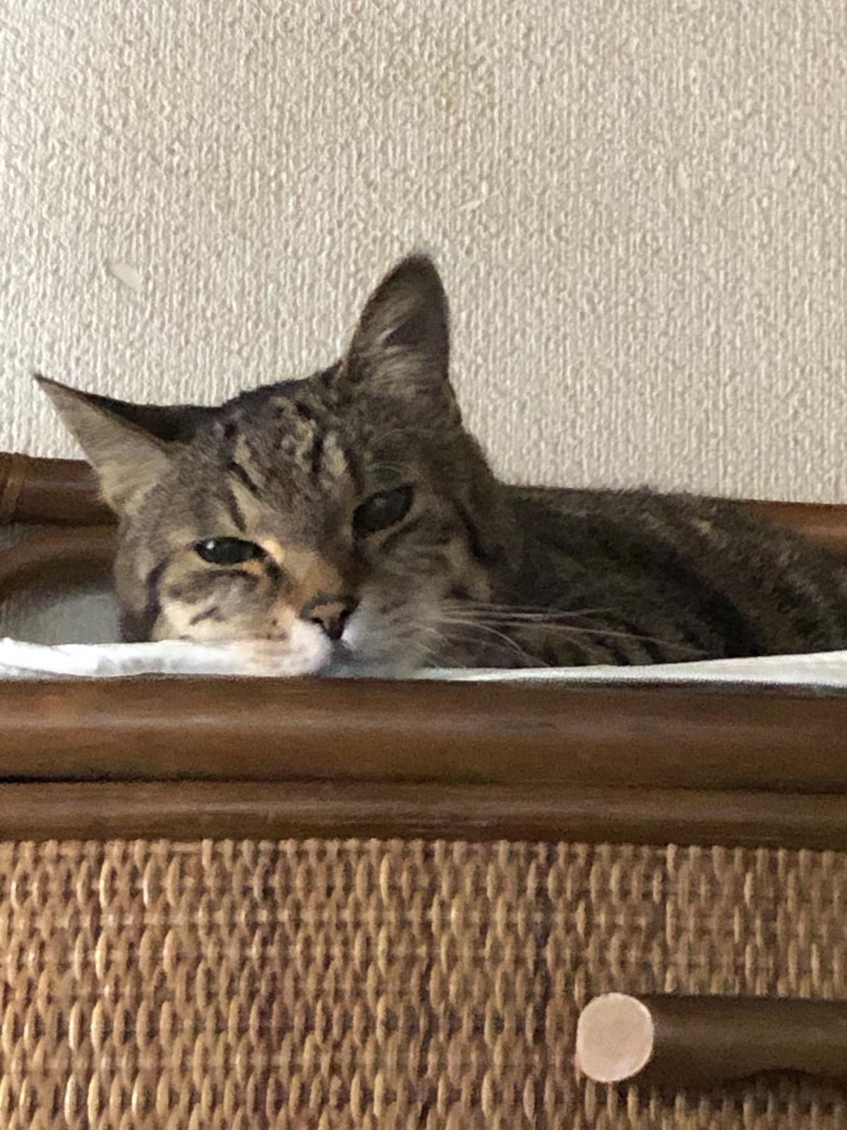 さゆき